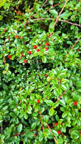 Swedish Cotoneaster