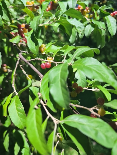 Elaeagnus umbellata