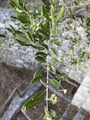 Olive