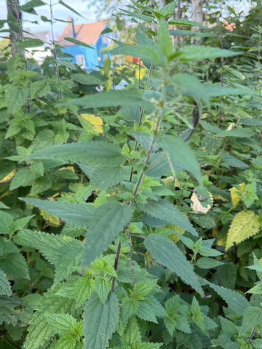 great stinging nettle