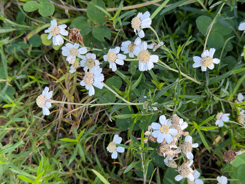 Sneezewort