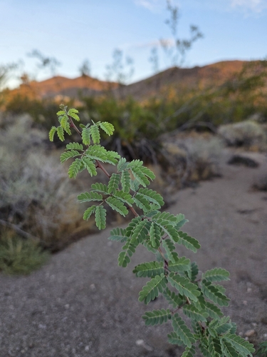 Catclaw Acacia