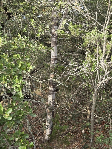 Juniperus ashei, photograph 2