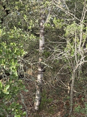 Juniperus ashei, photograph (c) Rachel, some rights reserved (CC BY)