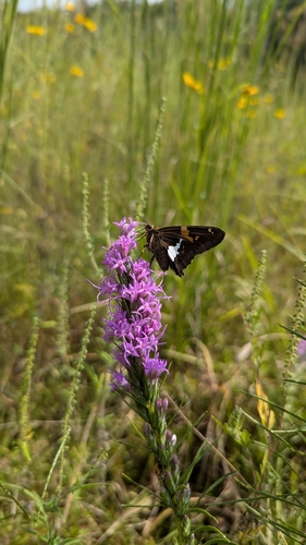 Silver-spotted Skipper
