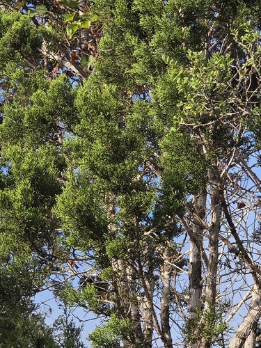Juniperus ashei, photograph 3