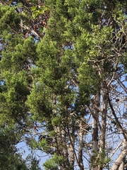 Juniperus ashei, photograph (c) Rachel, some rights reserved (CC BY)
