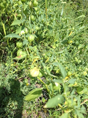 cutleaf groundcherry
