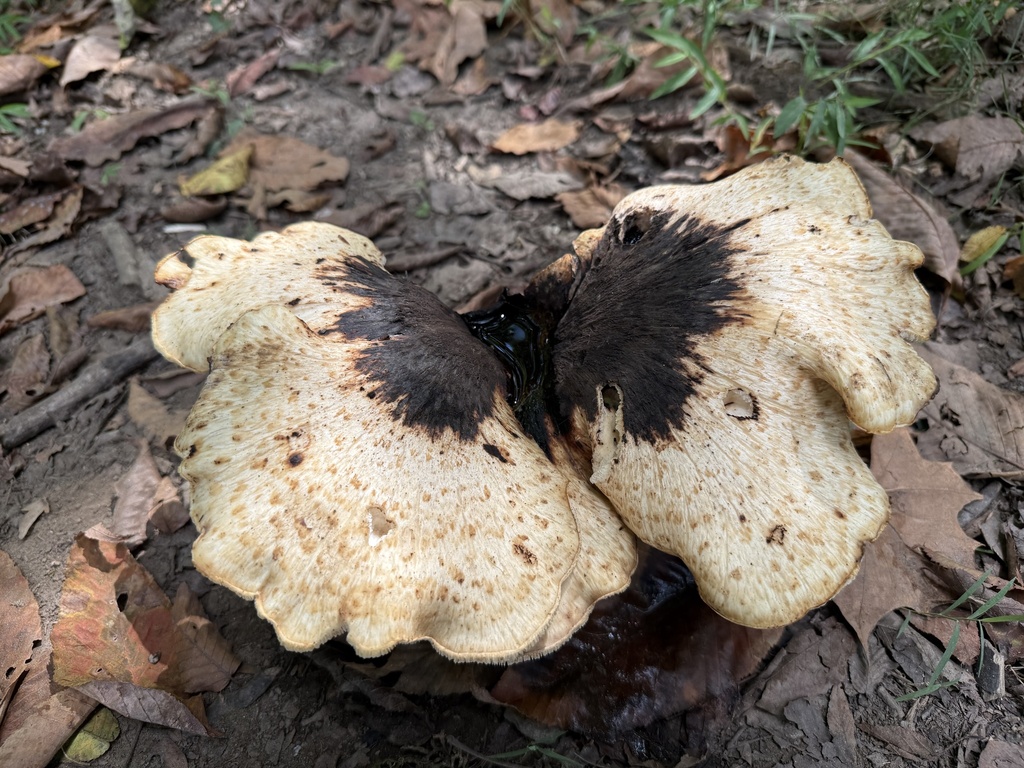 Dryad's Saddle · September 2026 · photo: Photo: (c) ladyjanaye, some rights reserved (CC BY) · iNaturalist