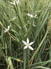 Ornithogalum pyramidale