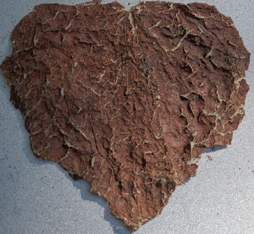 Vitis mustangensis, photograph 6