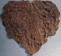Vitis mustangensis, photograph (c) Victor Engel, some rights reserved (CC BY)