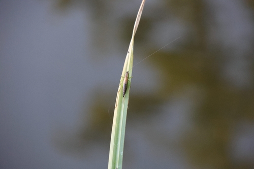 Short-winged Conehead