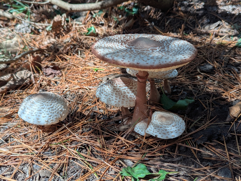 reddening lepiota · September 2026 · photo: Photo: no rights reserved · iNaturalist