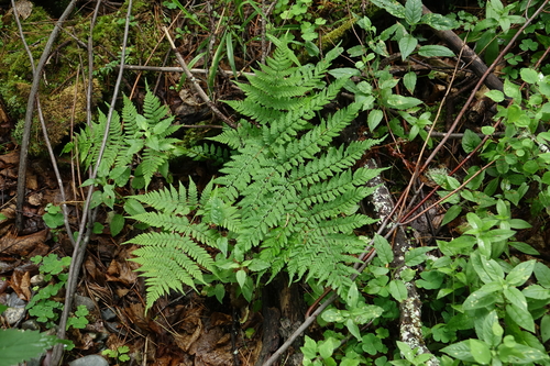 Diplazium sibiricum, photograph 2