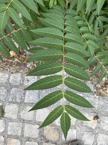 tree-of-heaven