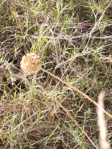 Allium commutatum, photograph 2