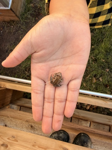 Wood Frog