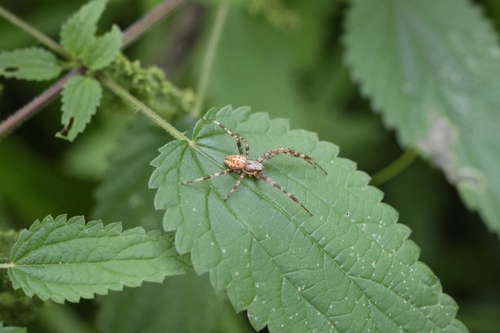 Cross Orbweaver