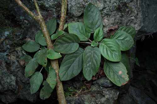 Petrocodon multiflorus
