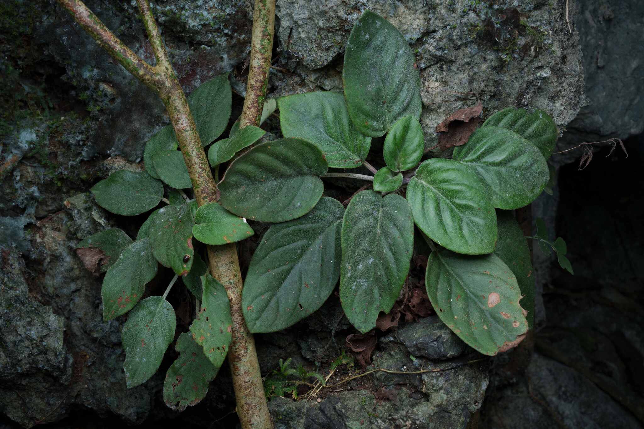 Petrocodon multiflorus