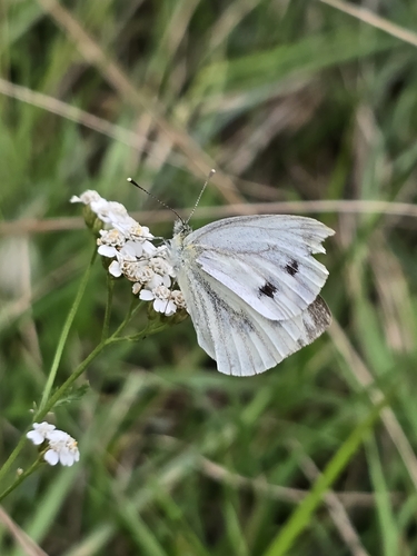 Green-veined White
