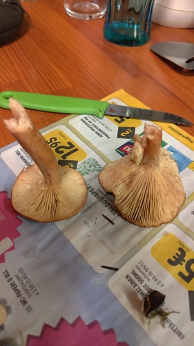 Rufous Milkcap