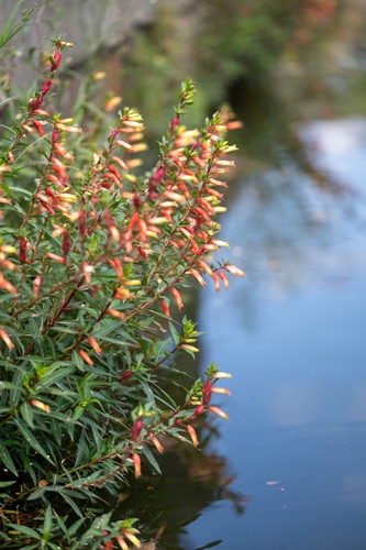 Cuphea micropetala, photograph 5
