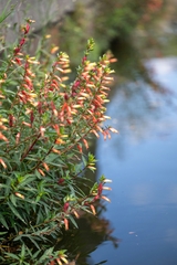Cuphea micropetala, photograph (c) José Javier Barrios Flores, some rights reserved (CC BY)