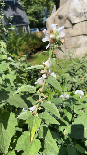 marsh mallow