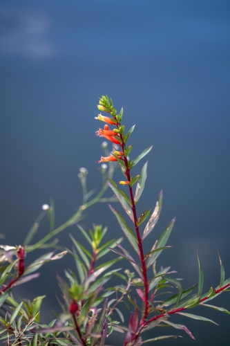 Cuphea micropetala (Cuphea micropetala)