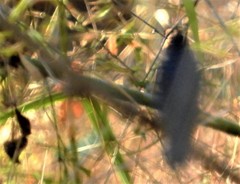Cyornis tickelliae