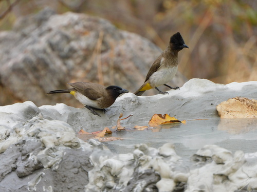 Common Bulbul