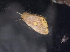 Euproctis quadrangularis