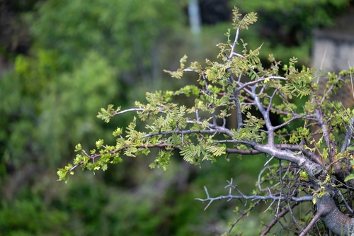 Bursera copallifera, photograph 1