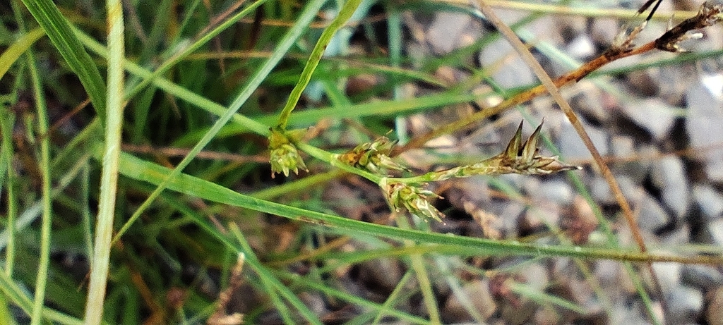 Carex echinata; photograph (c) Santiago Martín-Bravo, some rights reserved (CC BY)