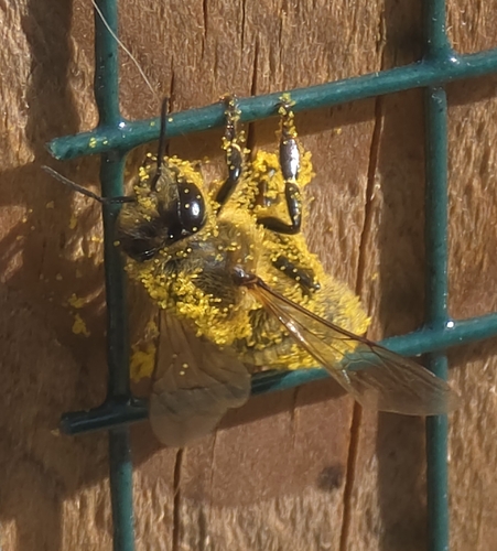 Western Honey Bee