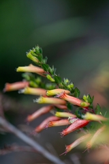 Cuphea micropetala, photograph (c) José Javier Barrios Flores, some rights reserved (CC BY)