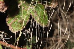 Bromus sterilis, photograph author not stated, no rights reserved