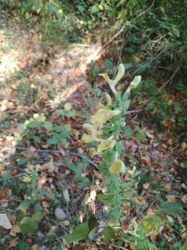 Sticky Sage