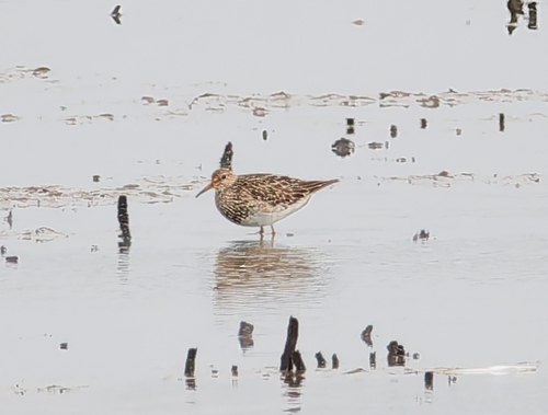iNaturalist image