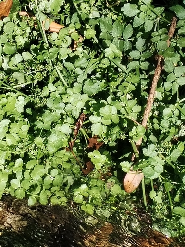 Nasturtium officinale, photograph 6