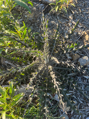 Cirsium occidentale, photograph 3