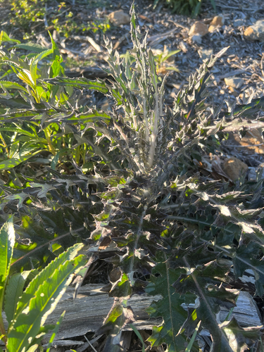 Cirsium occidentale, photograph 2