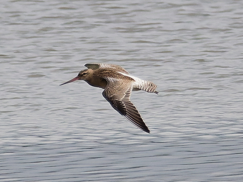 iNaturalist image