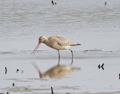 iNaturalist image
