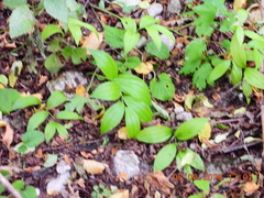 Polygonatum latifolium