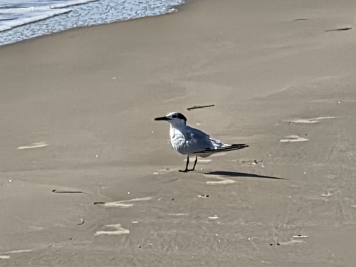 iNaturalist image