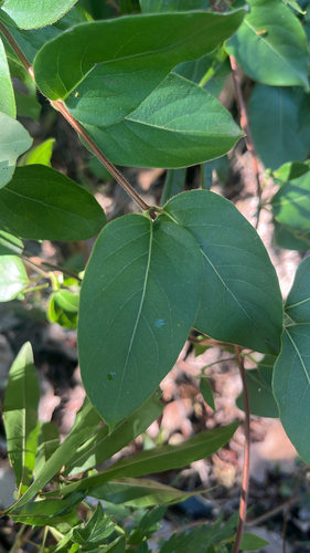 Japanese honeysuckle