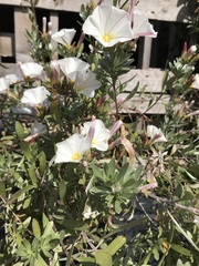 Convolvulus cneorum